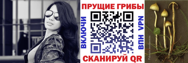 дарк нет как зайти  Шелехов  Галлюциногенные грибы мицелий 